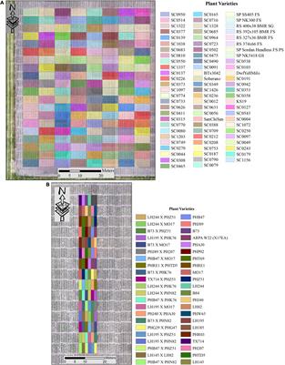 Estimating Leaf Area Index in Row Crops Using Wheel-Based and Airborne Discrete Return Light Detection and Ranging Data